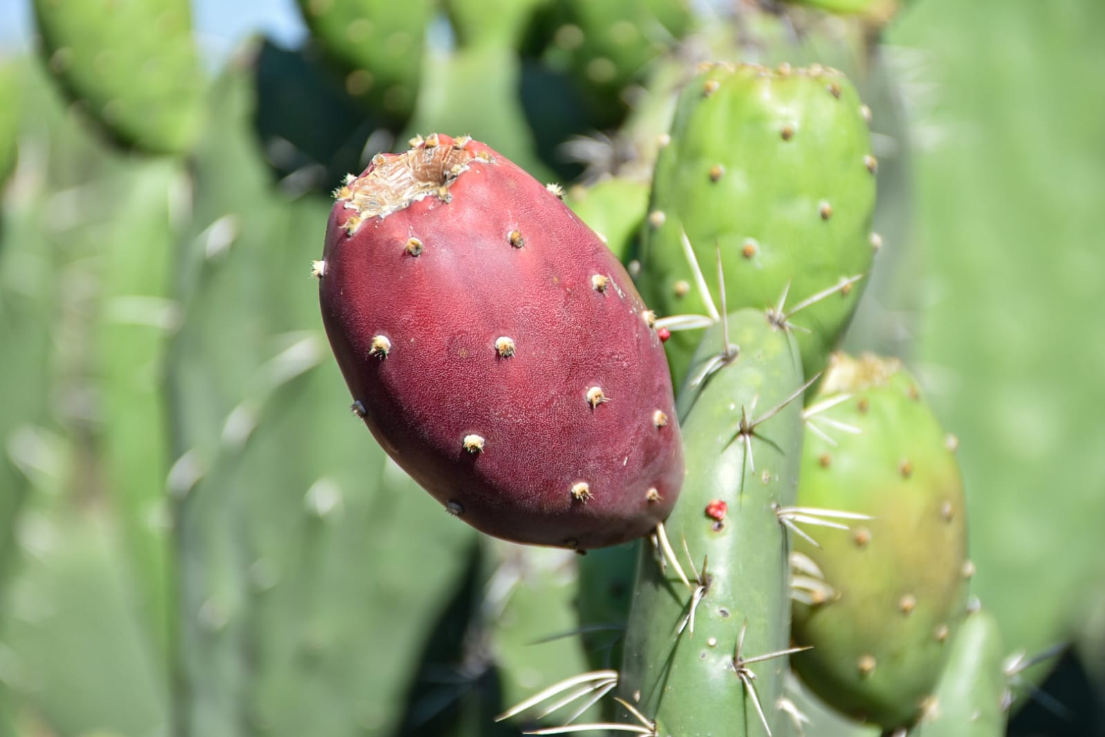 edomex-lidera-la-produccion-nacional-de-tunas-con-apoyo-del-gem-a-agricultores