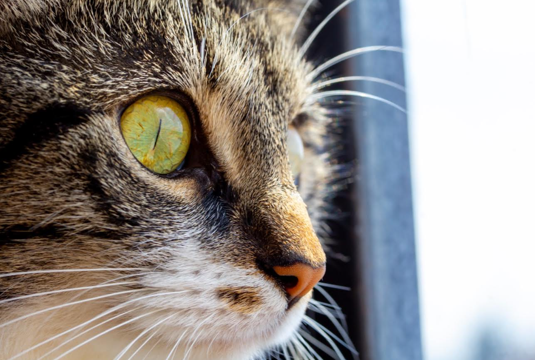 mas-que-compania-gatos-requieren-cuidados-especificos-para-vivir-saludablemente