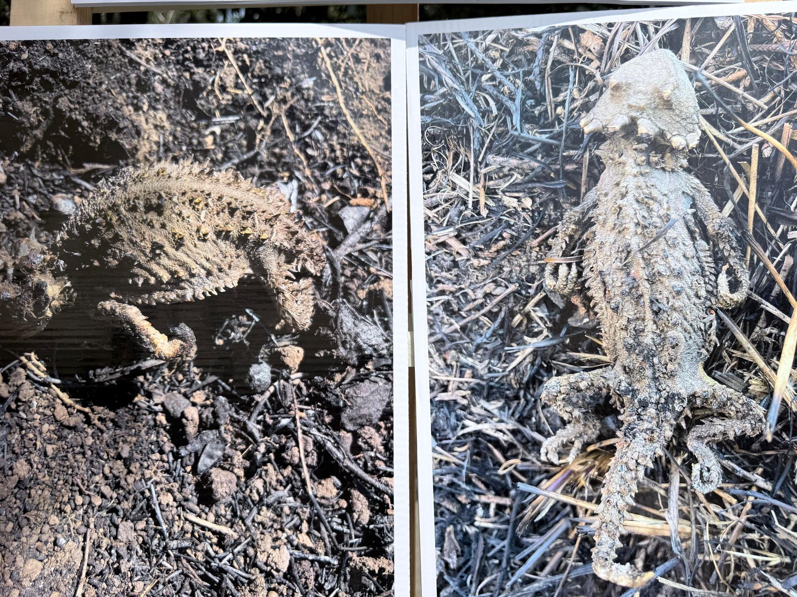 devastacion-por-incendios-en-el-parque-sierra-morelos-riesgo-latente-para-especies-en-peligro-de-extincion