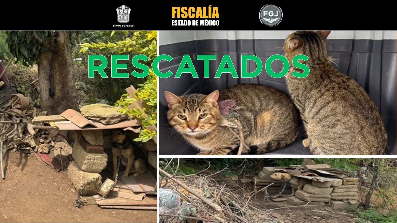 cateo-de-la-fiscalia-edomex-permite-rescatar-ejemplares-caninos-y-felinos
