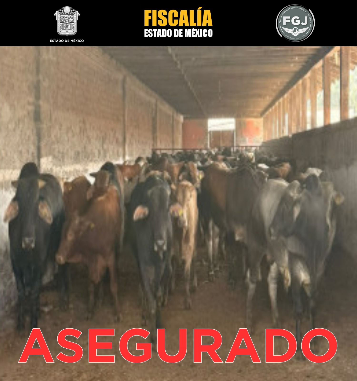 entregan-al-gem-101-cabezas-de-ganado-que-habian-sido-robadas