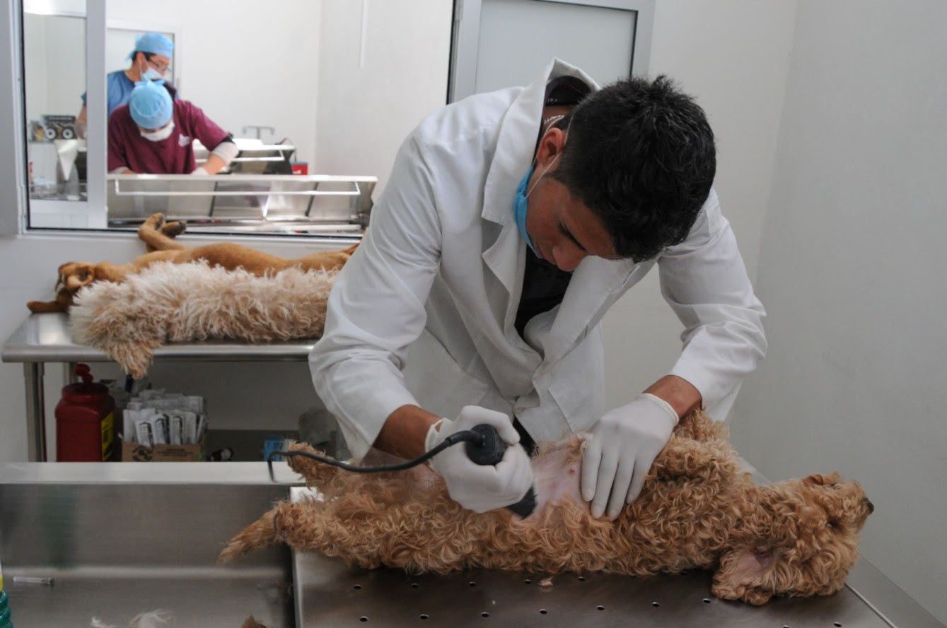 anuncian-fechas-de-esterilizacion-gratuita-a-mascotas-en-neza