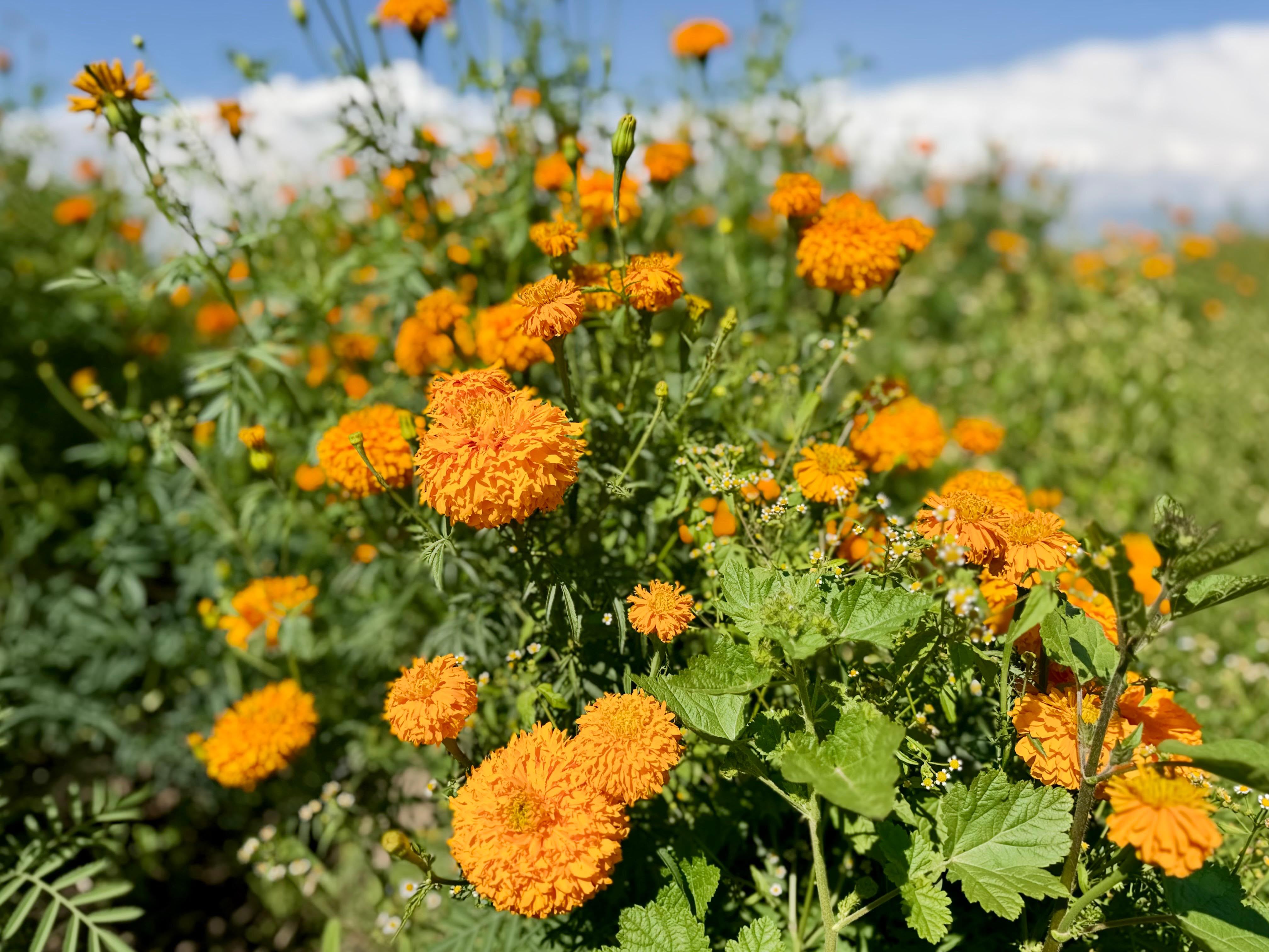 Apuestan por las verduras, floricultores de Tenango, ante crisis florícola por impactos ambientales