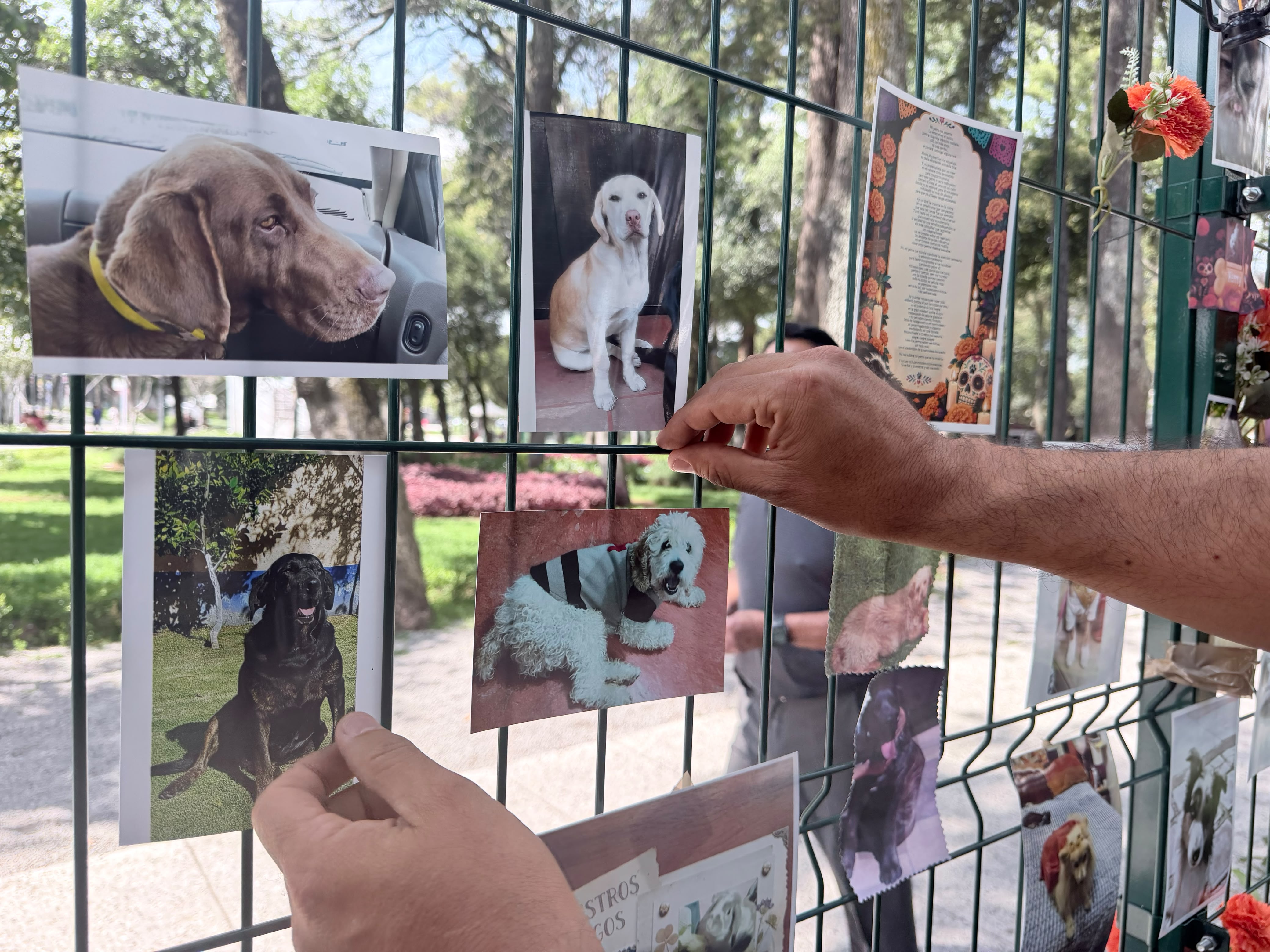 toluquenos-recuerdan-a-sus-mascotas-y-promueven-respeto-animal-con-emotiva-ofrenda-en-la-alameda