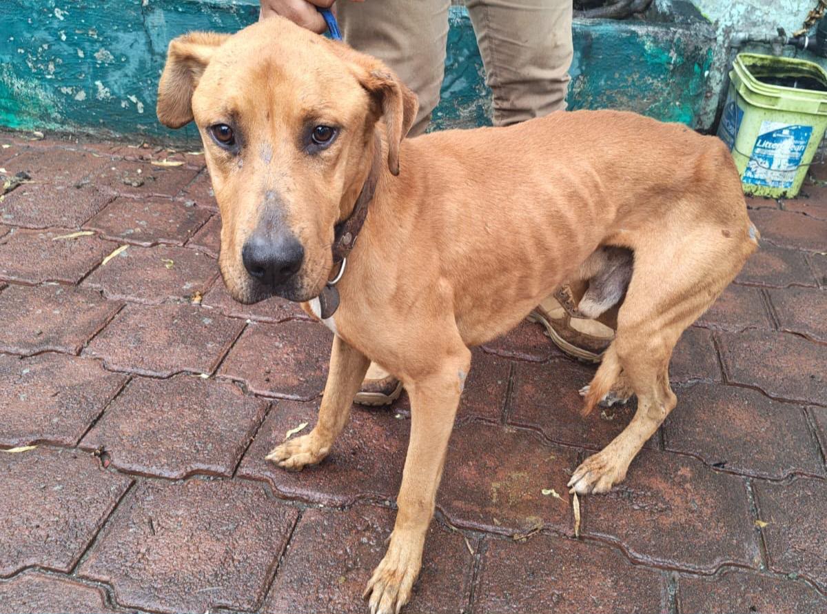 rescatan-a-11-animales-maltrayados-y-arrestan-al-agresor-en-tecamac